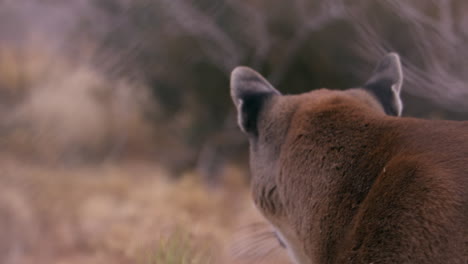 Mountain-lion-looks-out-into-the-distance-and-runs-off---from-behind