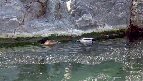 A-pair-of-mallards-swims-in-a-stream,-looking-for-food-in-winter
