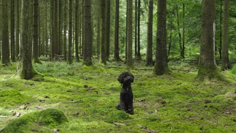 Beobachten-Sie-Einen-Lebhaften-Schwarzen-Pudel,-Der-Spielerisch-Einen-Wald-Erkundet-–-Eine-Herzerwärmende-Szene-Voller-Hundefreude-In-Der-Natur