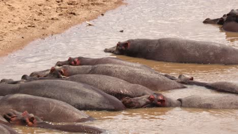 Pod-Of-Hippos-Sleeping-In-River-In-Masai-Mara-National-Reserve,-Kenya