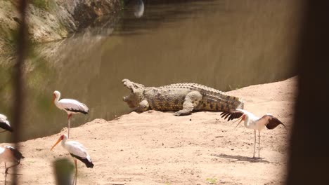 Nile-Crocodile-And-Storks-On-Lake-Shore-In-Masai-Mara,-Kenya