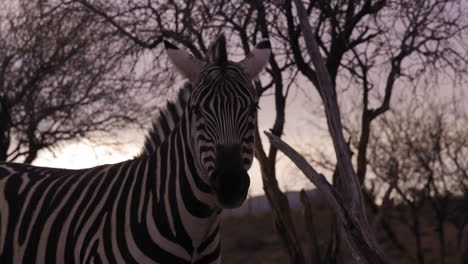 Zebra-Steht-Bei-Sonnenuntergang-Direkt-Auf-Die-Kamera-Zu,-Mit-Afrikanischer-Umgebung-Dahinter