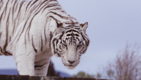 White-Tiger-standing-on-structure-against-cloudless-blue-skies---medium-shot