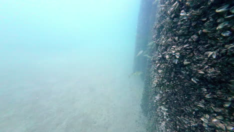 Zeitlupe-Unter-Wasser-Schoss-Einen-Fisch,-Der-Austernschalen-Betrachtete