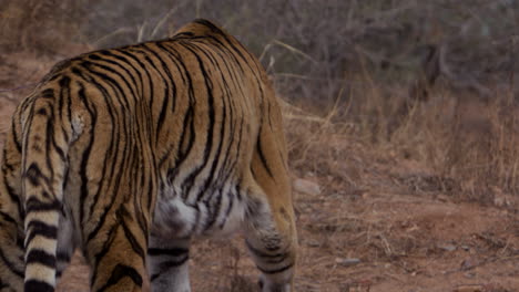 Tiger-Walking-through-barren-area-aware-from-camera---from-behind-wide-shot