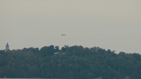 Vogel-Fliegt-Hoch-In-Den-Himmel-Mit-Dichtem-Wald-Im-Hintergrund