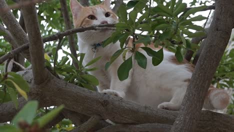 Gato-Doméstico-En-Lo-Alto-De-Un-árbol