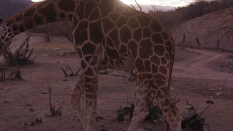 Zwei-Heranwachsende-Giraffen-Laufen-Bei-Sonnenuntergang-Durch-Das-Naturschutzgebiet-–-Totalaufnahme