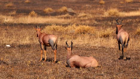 Topi-Antelopes-On-Savannah-In-Masai-Mara-National-Reserve,-Kenya