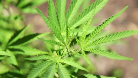 Cannabispflanze-Wächst-Draußen-In-Der-Sonne