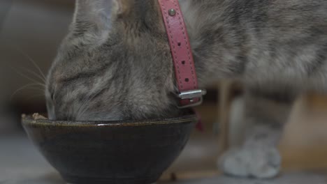 Tabby-cat-tries-to-eat-a-spare-kibble-next-to-her-bowl-full-of-food
