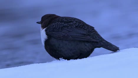 White-Throated-on-snow-looking-at-river-passing-by,-detailed-close-up-at-dusk