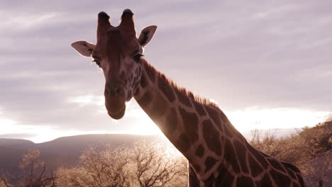 Giraffe-Kaut-Bei-Sonnenuntergang-Auf-Futter,-Mit-Bergen-Und-Bäumen-Im-Hintergrund-–-Mittlere-Aufnahme