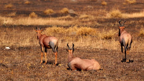 Red-Hartebeest-Standing-And-Lying-In-The-Field-Under-The-Sun-In-Maasai-Mara-National-Reserve-In-Kenya,-Africa