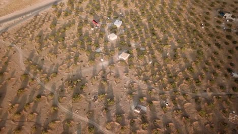 Obstgarten-Im-Wüstenklima-Im-Iran,-Feigenmarmelade,-Feigenbaumgarten,-Grünes-Blatt,-Trockenobst,-Süß,-Köstlich,-Biologisch,-Frische-Nüsse-Auf-Dem-Bauernmarkt,-Einheimische,-Sonne,-Trockenfrüchte,-Traditionelle-Gartenarbeit,-Sortieren-Von-Iran-Fars