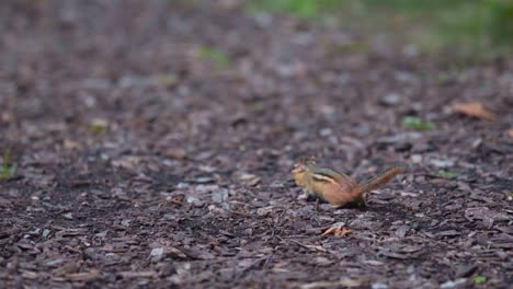 Closeup-of-Chipmunk-Scurrying-Over-the-Ground-Looking-for-Food