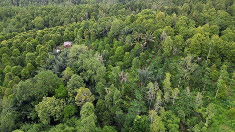 Drone-Volando-Sobre-Una-Exuberante-Selva-Tropical-Verde-Con-Plantaciones-De-árboles-Frutales-En-La-Selva