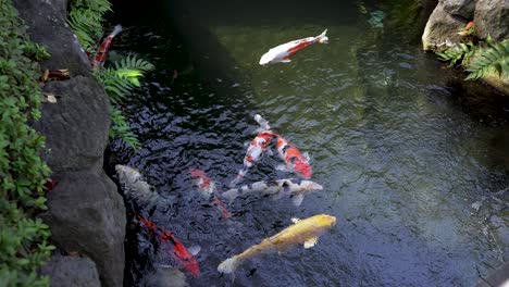 Colorful-Koi-fish-swimming-in-the-pond-at-Sensoji-Temple,-Japan