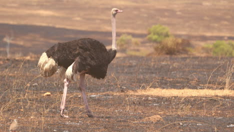 Male-Masai-Ostrich-Walking-In-The-Savannah-In-Maasai-Mara-National-Reserve-In-Kenya,-Africa