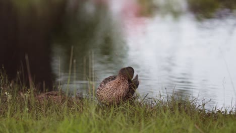 Close-Up-of-Brown-Mallard-Duck-Cleaning-its-Feathers-in-the-Tall-Grass-Near-a-Pond