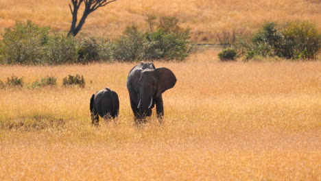Mother-Elephant-And-Calf-Standing-In-The-Grassy-Savannah-At-Maasai-Mara-National-Reserve-In-Kenya,-Africa