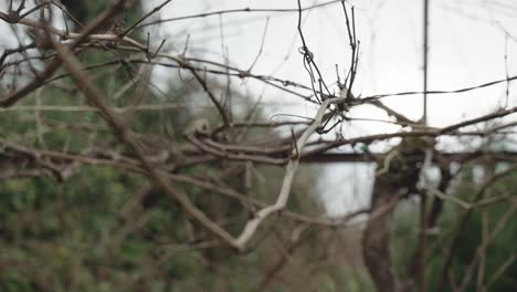 Bare-Branches-Intertwining-Against-Soft-Backdrop