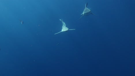 Tiburones-Toro-Y-Banco-De-Arena-Nadando-Uno-Al-Lado-Del-Otro-En-Slomo