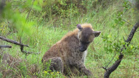 Resting-Spotted-Hyena-Grooming-In-Rain,-Medium-Shot