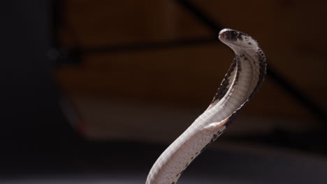 Spitting-cobra-hood-extended-sticks-out-tongue---close-up-on-face