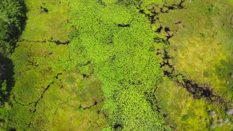 Aerial-Shot-of-Green-Mossy-Lake-in-Upstate-New-York-in-the-Summer-Time