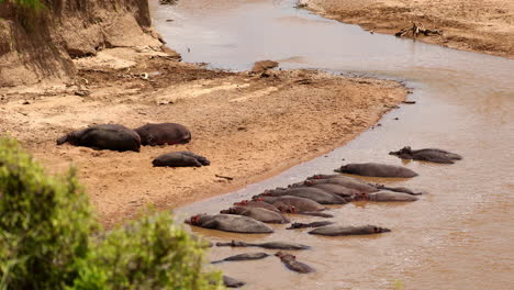 Bloat-Of-Hippopotamus-In-The-Water-To-Keep-Cool-In-Maasai-Mara-National-Reserve,-Kenya,-Africa