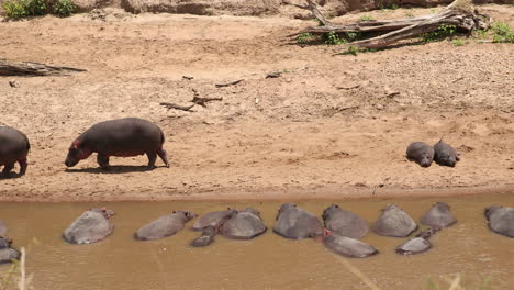 Manada-De-Hipopótamos-En-El-Agua-Tomando-El-Sol-En-Masai-Mara,-Kenia