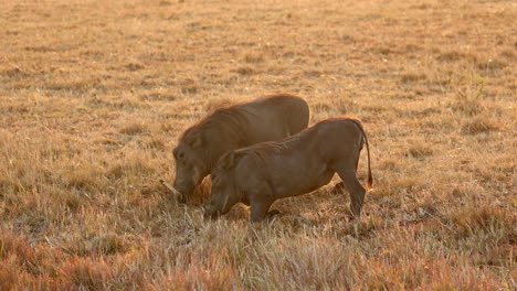 Warthogs-Kneel-To-Graze-Grass-In-The-Savannah-In-Maasai-Mara-National-Reserve,-Kenya,-Africa