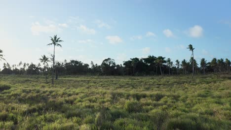 Drohnenaufnahme-Von-Grünem-Gras-Und-Palmen,-Landschaft-Einer-Tropischen-Insel,-Tonga,-Polynesien