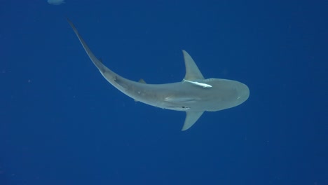 Bullenhai-Schwimmt-Unter-Der-Kamera,-Rotierende-Slomo-Ansicht