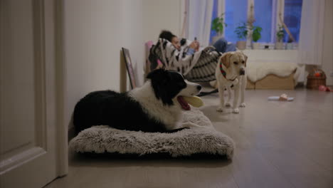 Border-Collie-holding-a-toy-in-his-mouth-while-shy-Labrador-Retriever-is-watching,-girl-scrolling-on-the-phone-sitting-in-a-rocking-chair,-adorable-happy-dogs,-cozy-apartment,-living-room,-pets