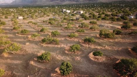 drone-shot-at-sunset-golden-time-in-fig-tree-garden-rainfed-traditional-agriculture-local-people-farmer-working-in-land-farm-field-in-Iran-desert-climate-mountain-landscape-side-salt-lake-bakhtegan