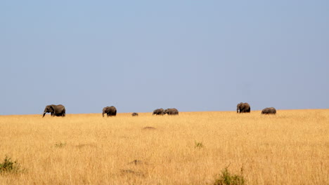 Afrikanische-Elefantenfamilie-Beim-Wandern-In-Der-Savanne-Im-Masai-Mara-Nationalreservat,-Kenia