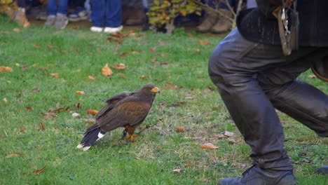 hawk-jumps-off-falconers-hand-and-runs-from-to-other-man-at-bird-show-while-crowd-is-watching
