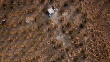 Aerial-Birdseye-drone-shot-on-fig-garden-countryside-gardening-rainfed-traditional-historical-skill-agriculture-in-Iran-rural-village-mountain-foothill-salt-lake-town-farmer-market-dry-fruit-organic