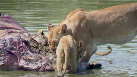 Hungrige-Löwin-Und-Jungtier,-Das-Beutekadaver-Frisst,-Töten-Im-Afrikanischen-Fluss-Aus-Nächster-Nähe