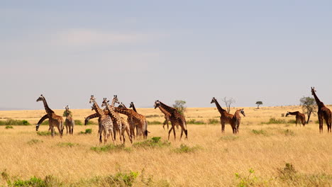 Tower-Of-Giraffes-At-Maasai-Mara-National-Reserve-In-Kenya,-Africa