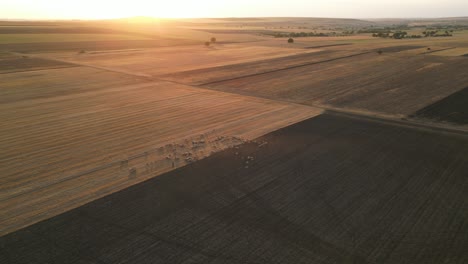 Schafherde-Auf-Einem-Landwirtschaftlichen-Feld-Bei-Sonnenaufgang