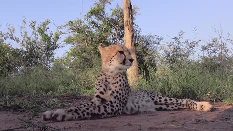 Endangered-hunter-predator-Cheetah-scans-African-savanna-for-wildlife-MEDIUM-SHOT