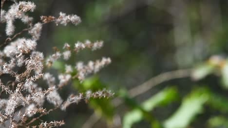 Selective-focus-on-dried-golden-rod-plant-in-foreground-with-blurred-green-nature-background