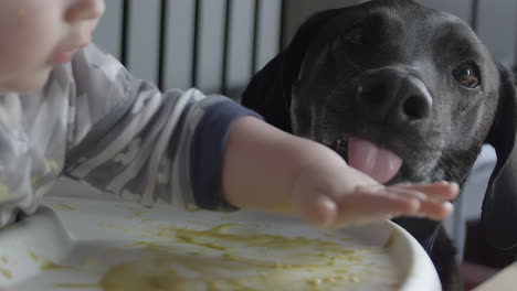 A-Dog-licking-baby-food-up-off-of-table-slow-motion