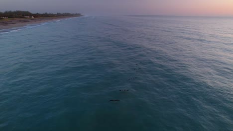 pelicans-flying-over-ocean-in-morning-light-aerial-view