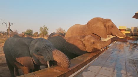 Durstige-Familie-Afrikanischer-Elefanten-Trinkt-Zeitlupe-Aus-Einem-Pool