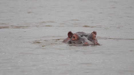 Un-Par-De-Hipopótamos-Grandes-Se-Sumergen-En-Un-Lago-De-Agua-Dulce,-De-Cerca