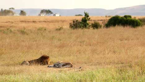 Pair-Of-Adult-East-African-Lions-Resting-On-Grass-In-Masai-Mara-National-Reserve,-Kenya
